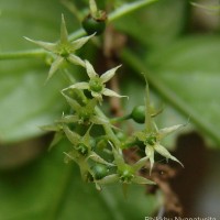 Gynostemma pentaphyllum (Thunb.) Makino